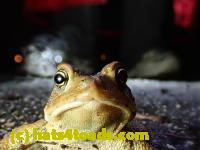 /home//u458753944/public_html/sourcegallery//Roxborough Toad Detour/2021/2021-03-31/P3310139.JPG